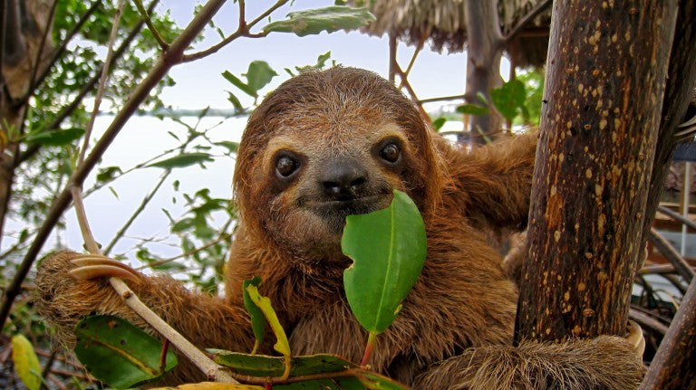 10 Fun facts that will make you giggle about Sloths