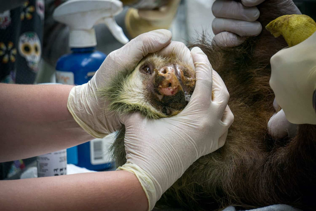 Slothy Sunday: The shocking truth about sloth electrocutions