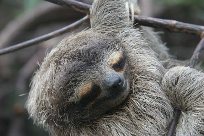 Sloths: The World's Slowest Mammals