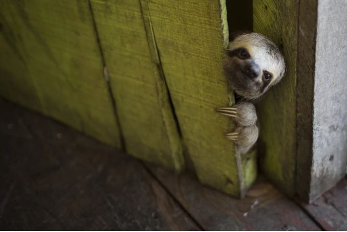 A sloth risks its life every time it poops. Watch the harrowing act for yourself.