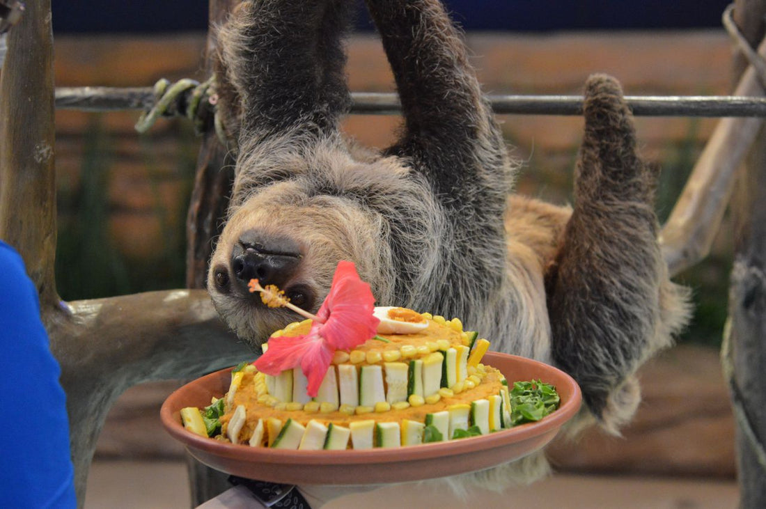 You can celebrate sloth birthdays with 30-percent discount on encounter at National Aviary