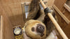 ZooMontana wants you to vote on a sloth name