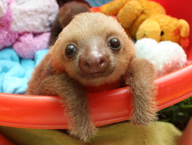 Virtual race to help Sloths in the wild