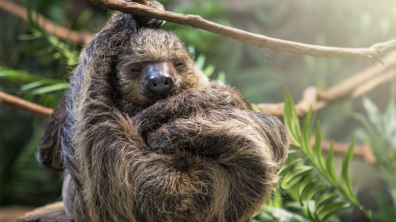 Bug Bytes: Sloth Moths – Sloth Gift Shop