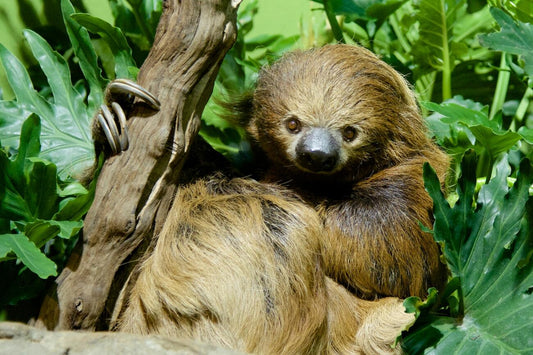 A southern two-toed sloth perched on a tree branch