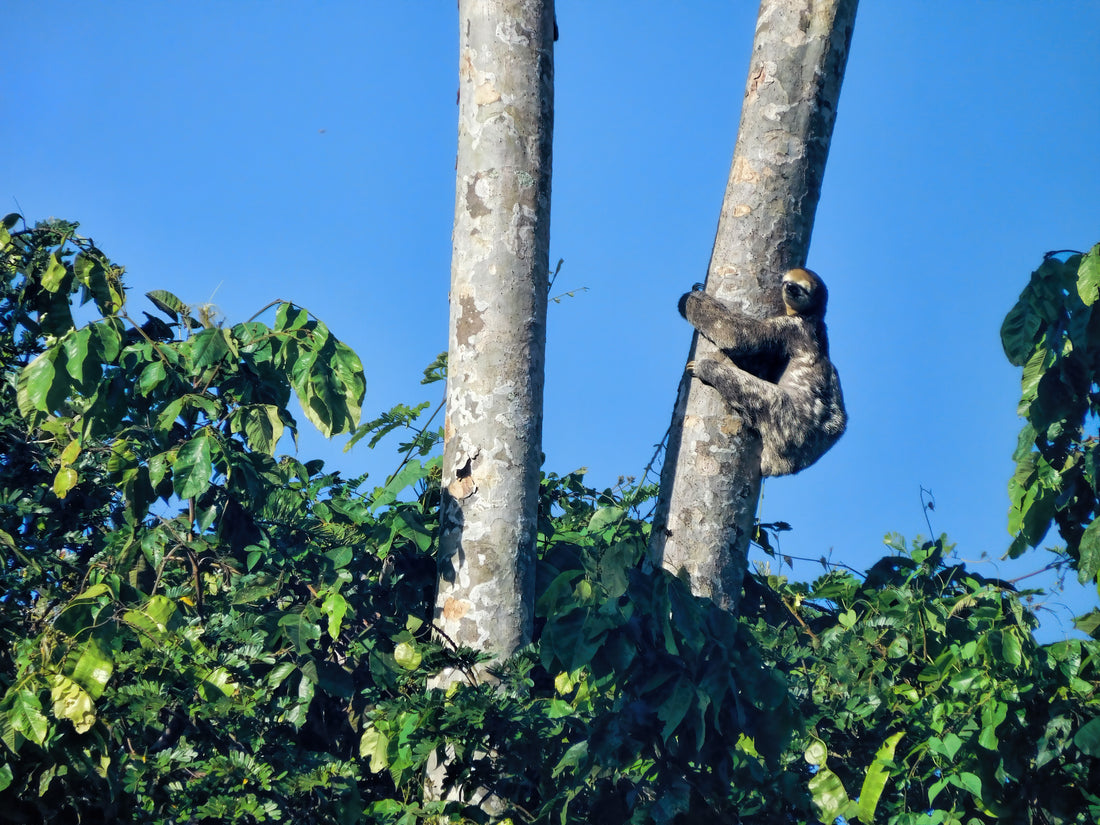 A brown-throated three-fingered sloth climbing on a tree trunk in Suriname