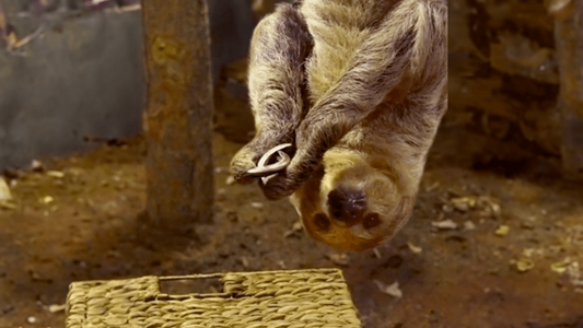 Sash the sloth hanging upside down beside a basket used for enrichment