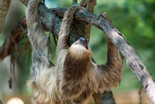A sloth gripping a branch while climbing through a tree
