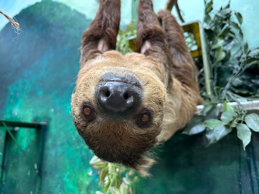 Olive the southern two-toed sloth leaning her nose towards a camera at Smithsonian's National Zoo