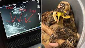 Lightning's baby sloth starts to move to Lower Abdomen