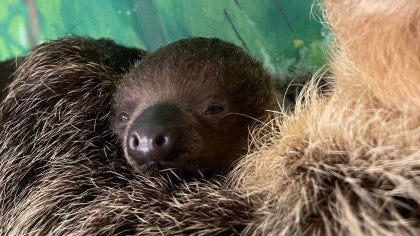 Stone Zoo Auctioning Off Chance To Name Baby Sloth
