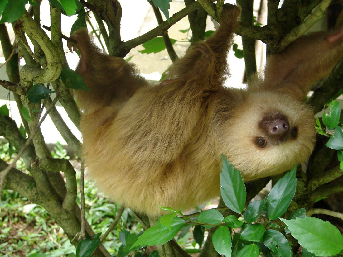 A Hoffmann's two-toed sloth hanging among leafy branches at the Jaguar Rescue Center in Costa Rica