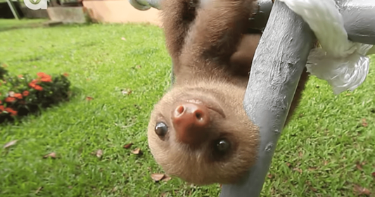 Lonely Planet shares Costa Rican Sloth
