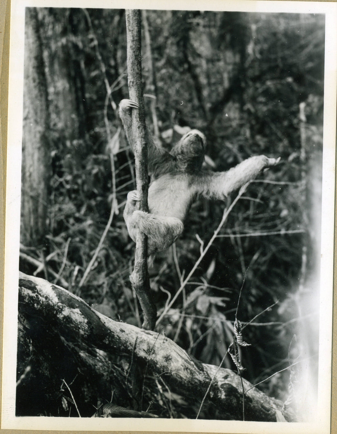 A sloth resting in a tree