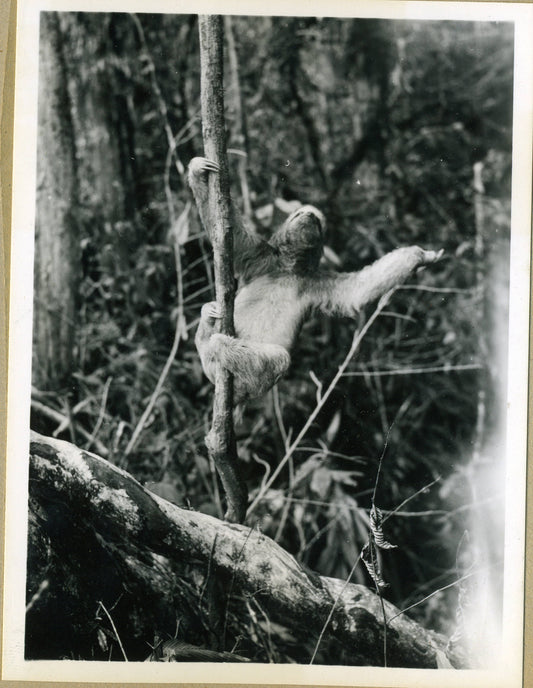 A sloth resting in a tree