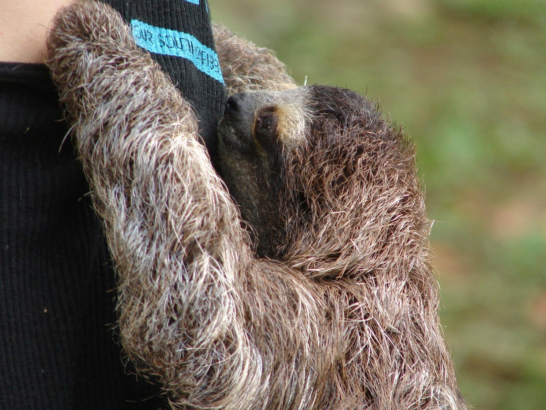 A three-toed sloth gripping a tree branch with long curved claws