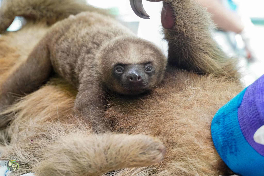 Mom and baby Sloth electrocuted, saved by firefighters