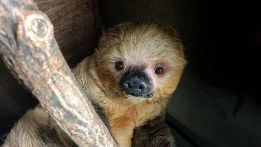 Long-lived sloth at John Ball Zoo Dies