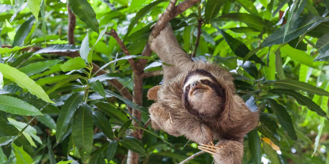 Why Are Sloths Slow? And Six Other Sloth Facts
