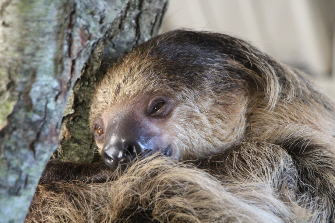 Animal Adventure Park reports pregnant two-toed sloth