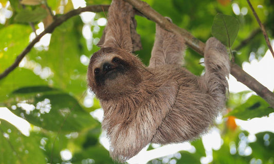 Where Do Sloths Live?