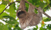 Where Do Sloths Live?