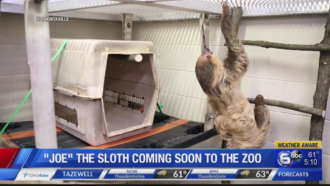 ‘Joe’ the sloth coming soon to Zoo Knoxville