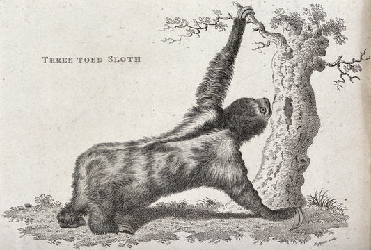 A sloth resting in a rainforest tree canopy
