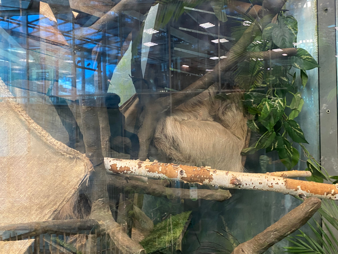 A sleeping Linnaeus's two-toed sloth resting in a rainforest exhibit