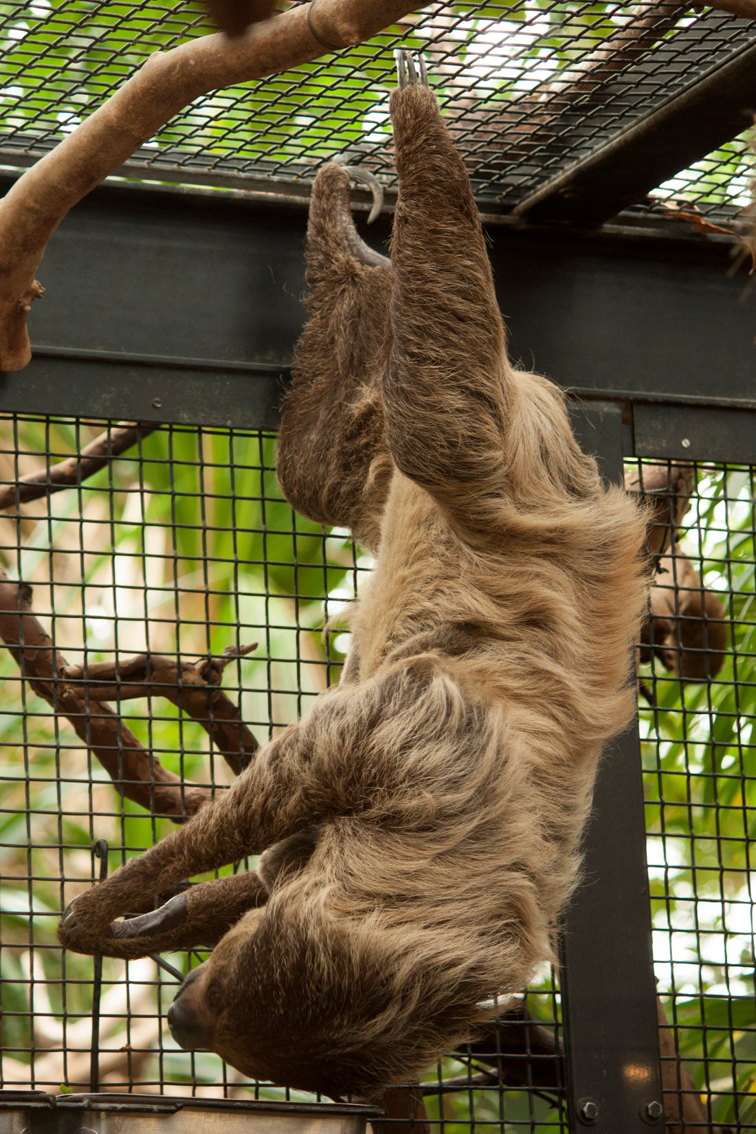 A two-toed sloth hanging upside down while eating leaves