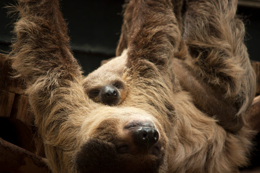 A two-toed sloth mother carrying her baby, showing how young sloths cling and learn in the canopy