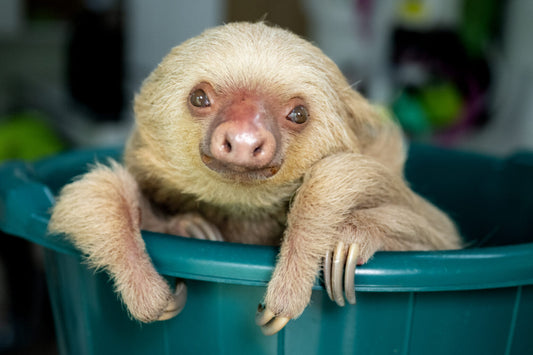 Etta the rescued two-fingered sloth resting in a rehabilitation enclosure in Costa Rica