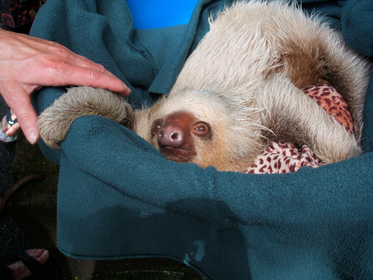 A baby Hoffmann two-toed sloth in Costa Rica, showing the young animals that careful rehabilitation aims to return to wild life