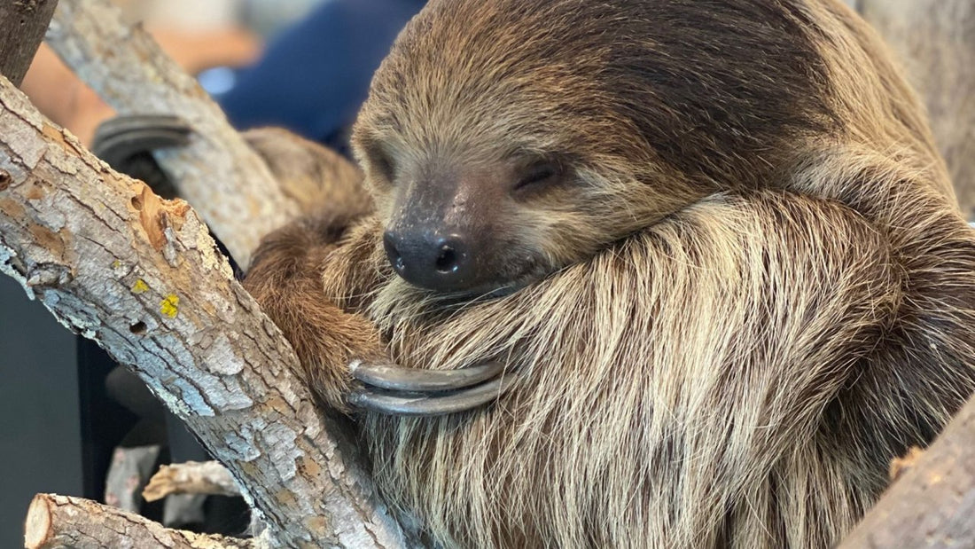 Chico, Texas State Aquarium's two-toed sloth, dies