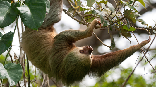 Sloth's Made Famous - Flash the Sloth: Zootopia’s Slowest (and Funniest) Scene-Stealer