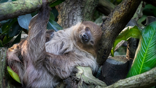 Sloths’ Unique Physical Features: Nature’s Masterpieces of Adaptation