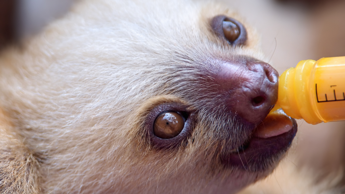 Introduction to Baby Sloths: Nature’s Tiny Tree keepers