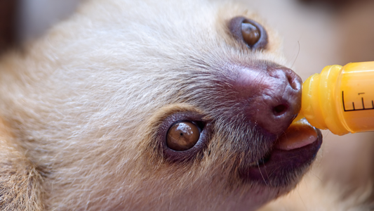 Introduction to Baby Sloths: Nature’s Tiny Tree keepers