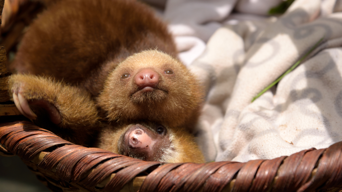 Sloth Birth and Early Life: From Treetop to Treetop