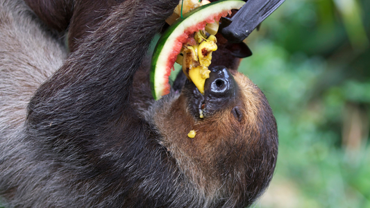 Sloths and Their Diet: Nature’s Slow Eaters
