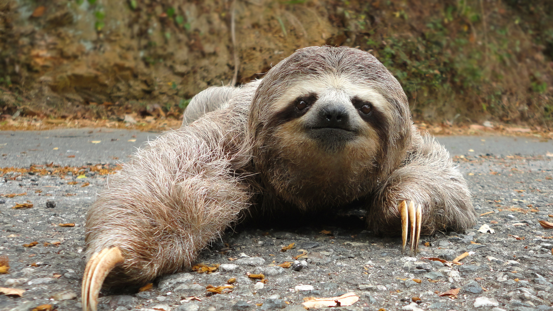 Three-Toed Sloths (Bradypus): Masters of Slow and Steady
