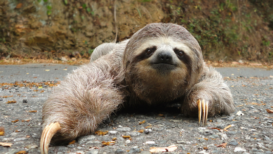 Three-Toed Sloths (Bradypus): Masters of Slow and Steady