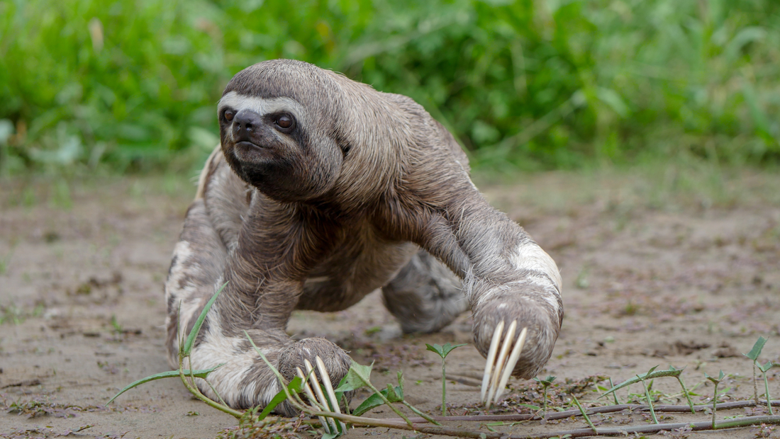 Two-Toed Sloths (Choloepus): The Nocturnal Tree Dwellers