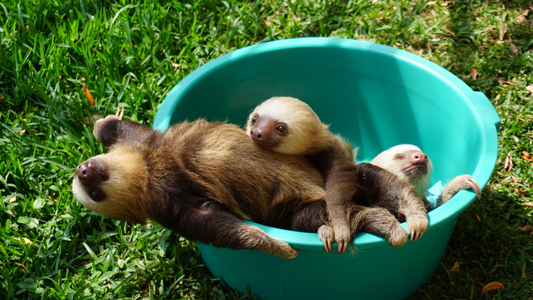 Baby Sloths: The Adorable Beginnings of a Slow and Steady Life