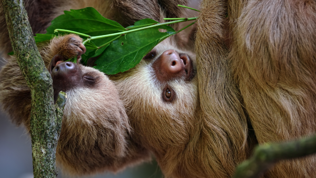 Slow Hugs, Big Love: Celebrating National Hug Day the Sloth Way