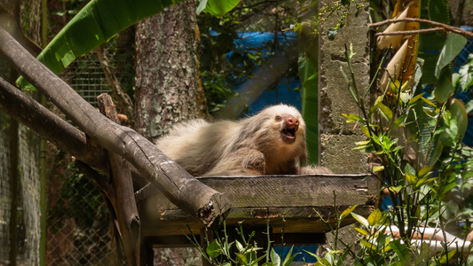 Sloth Conservation and Threats: Protecting the World’s Slowest Survivors