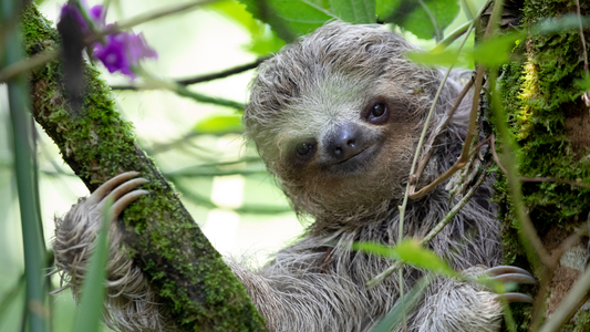 Sloths in Pop Culture: How the World Fell in Love With Going Slow