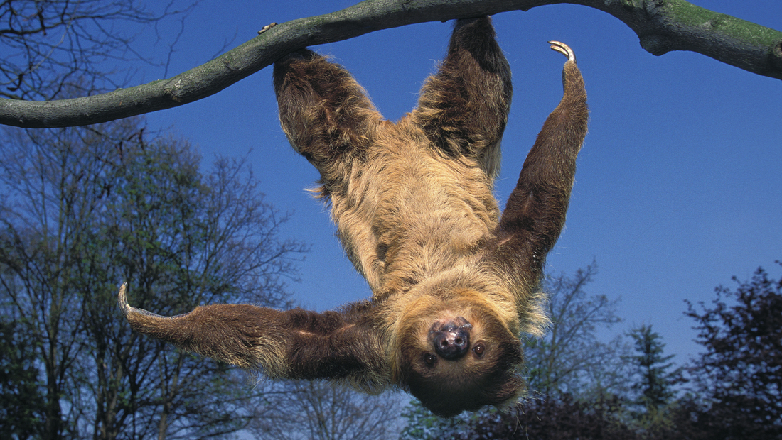 Sloths and Sleep: Understanding the Slowest Sleepers in the Animal Kingdom
