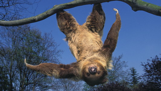 Sloths and Sleep: Understanding the Slowest Sleepers in the Animal Kingdom