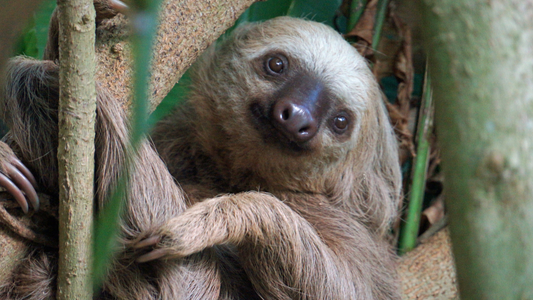 Sloth Behavior and Personality: Gentle Giants of the Rainforest
